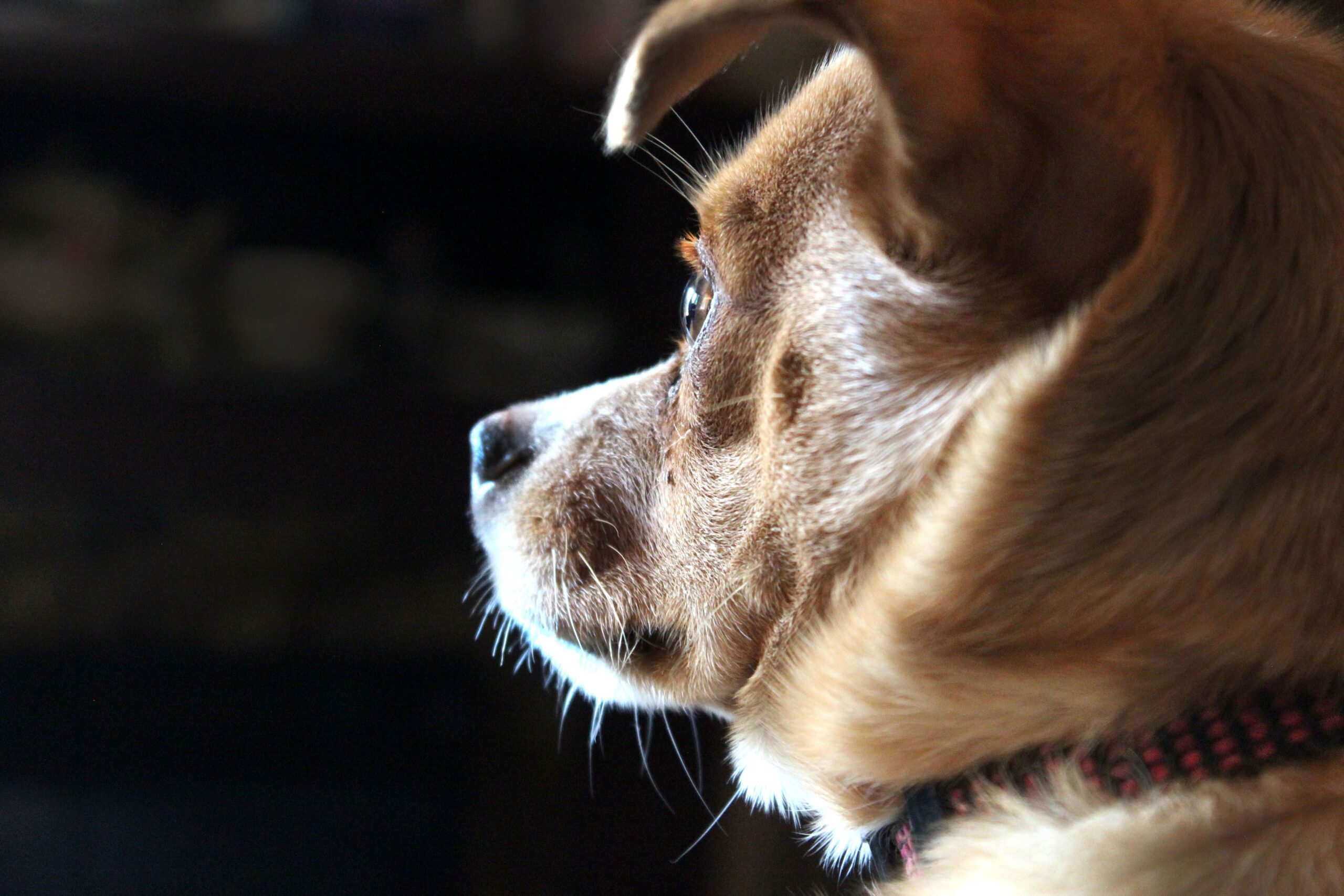 canine coronavirus