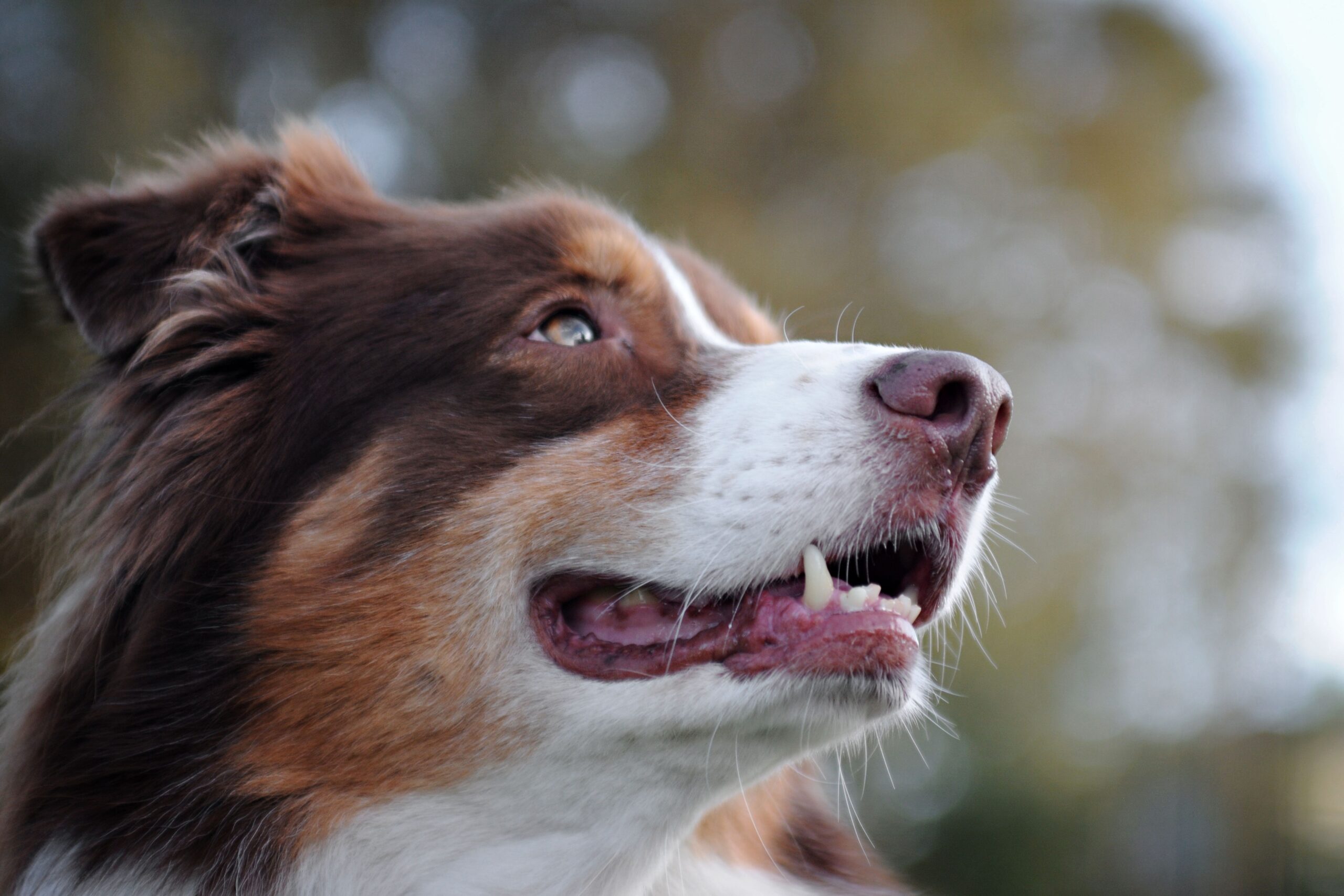 ileus in dogs