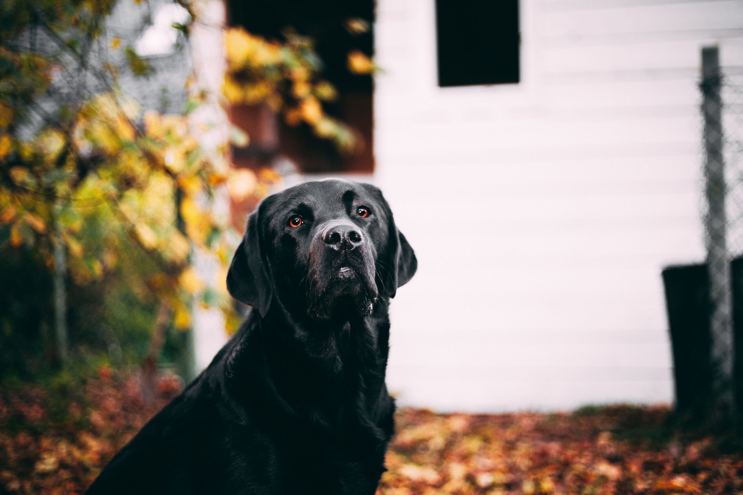 dog toe cancer