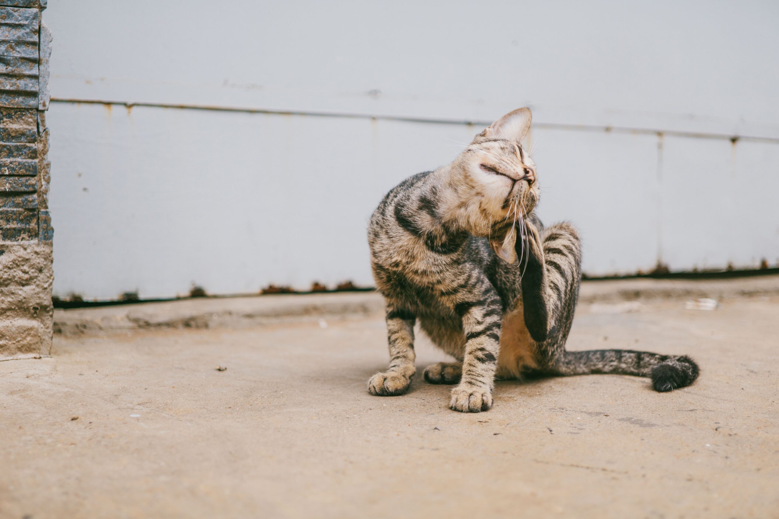 mange in cats