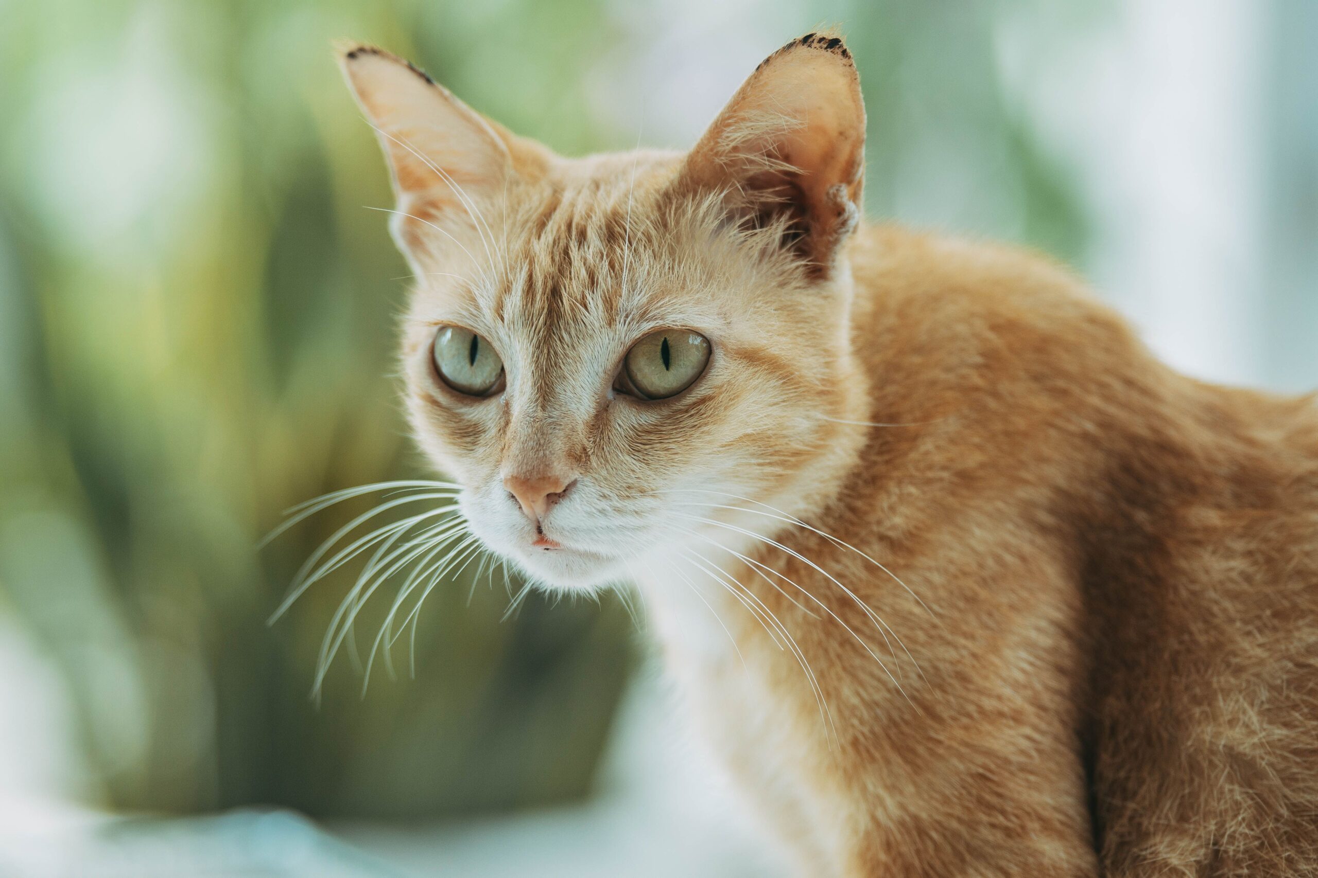 tapeworms in cats