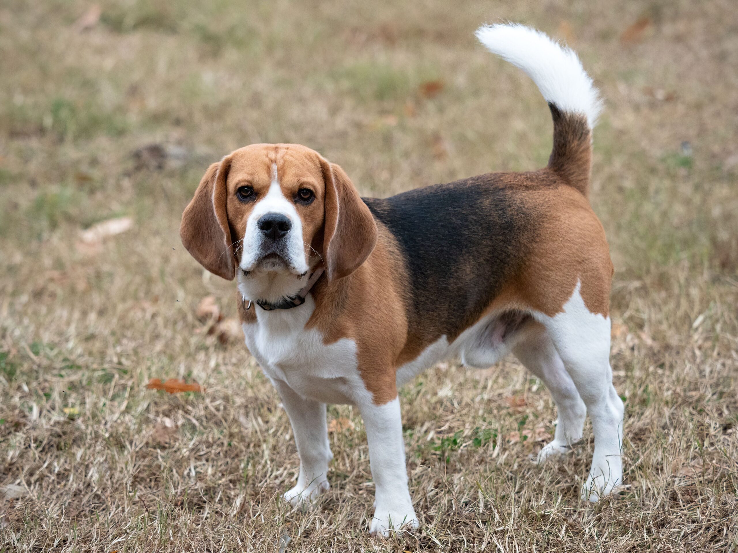 Thyroid Cancer in Dogs