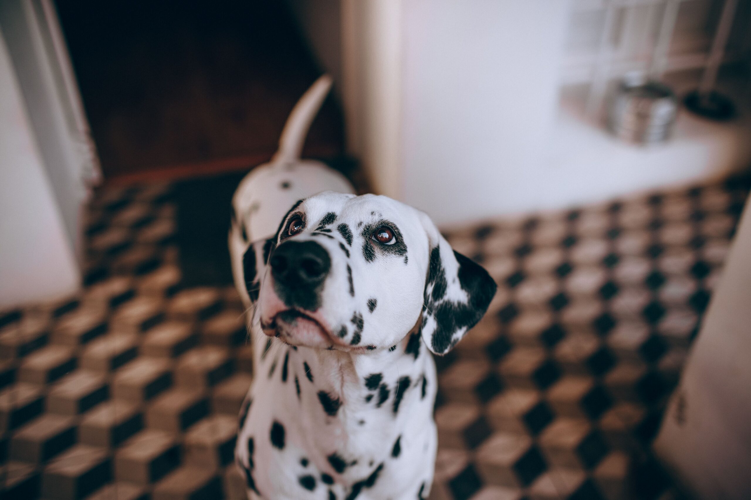 skin cancer in dogs ears