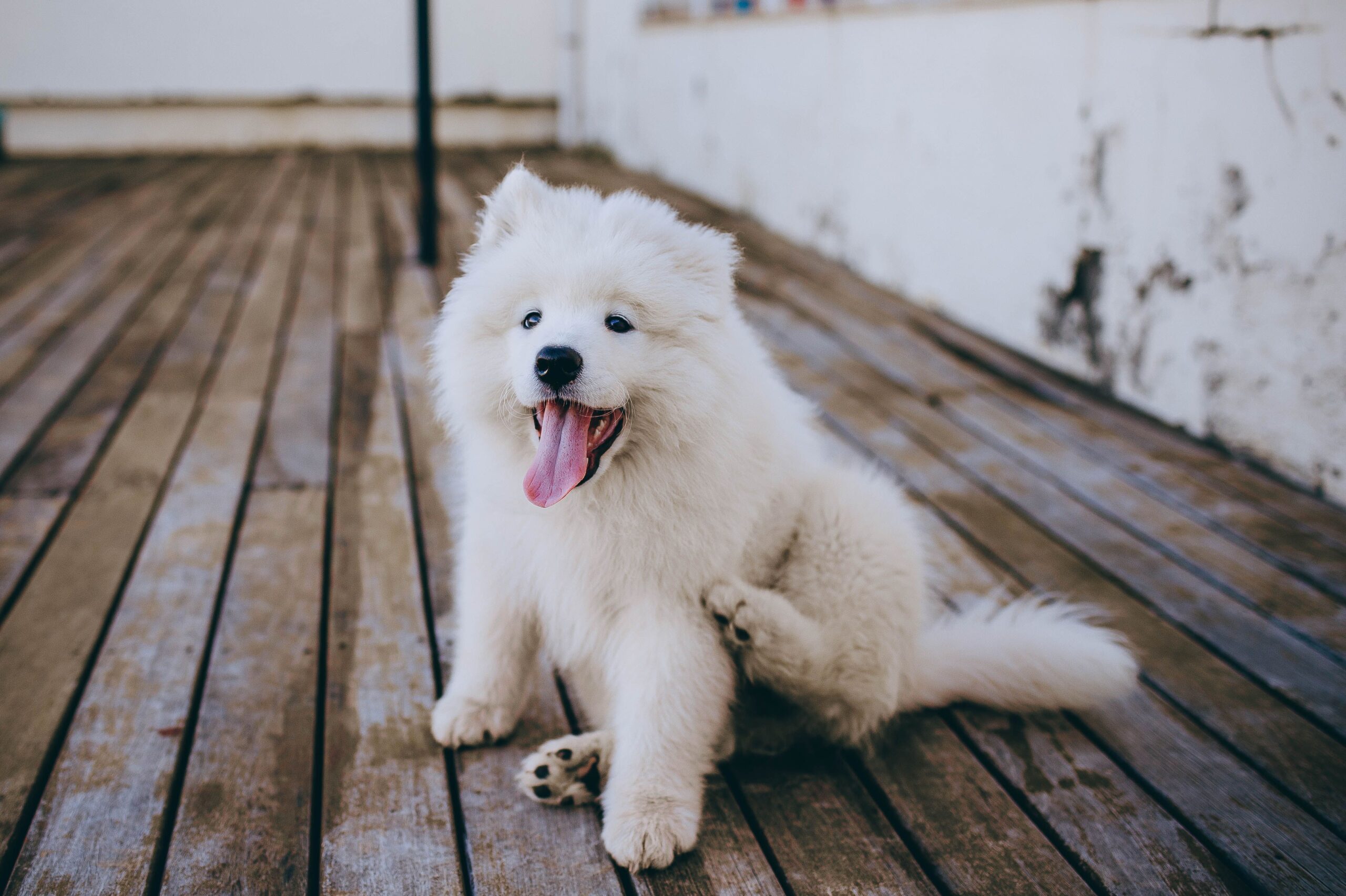 dermatophilosis