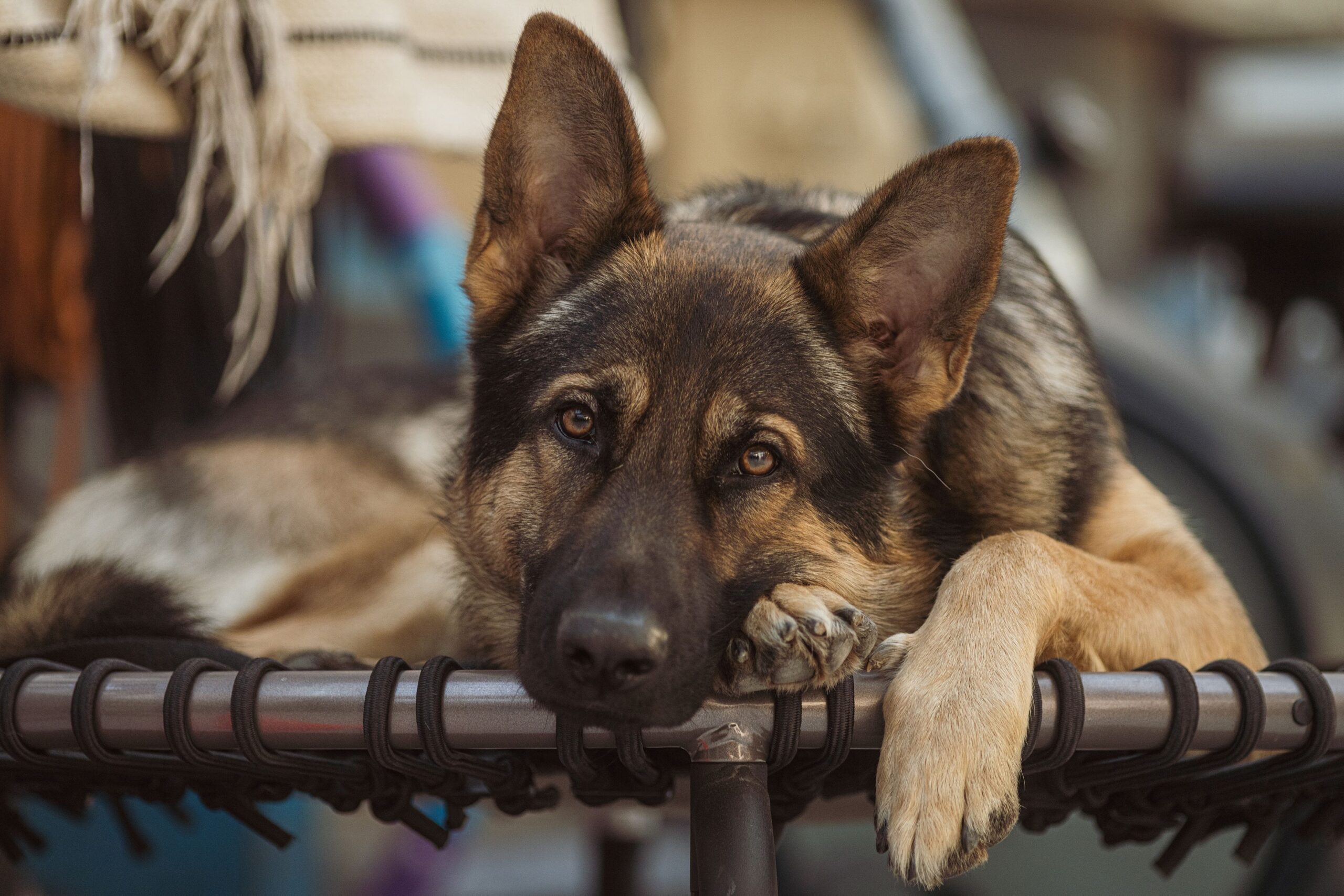 kidney cancer in dogs