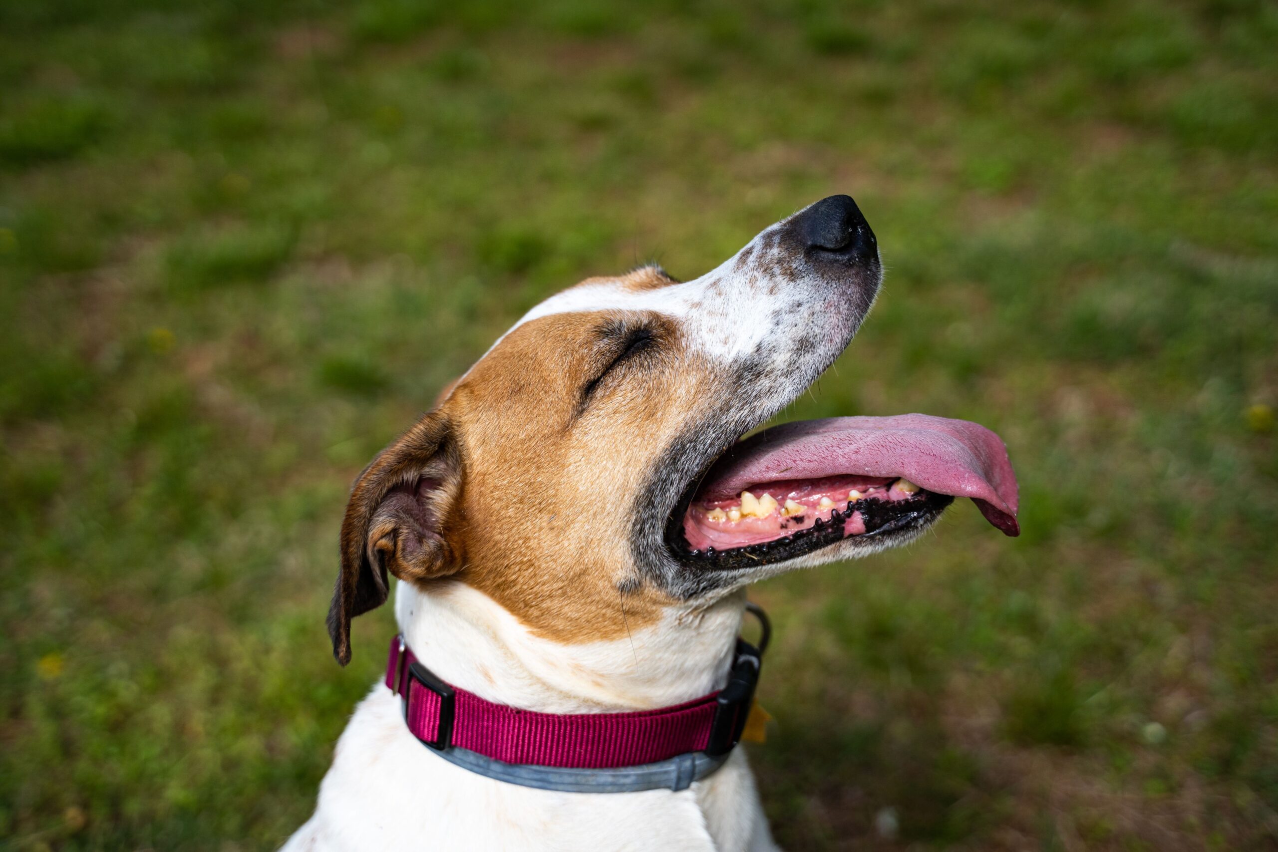 thrush in dogs