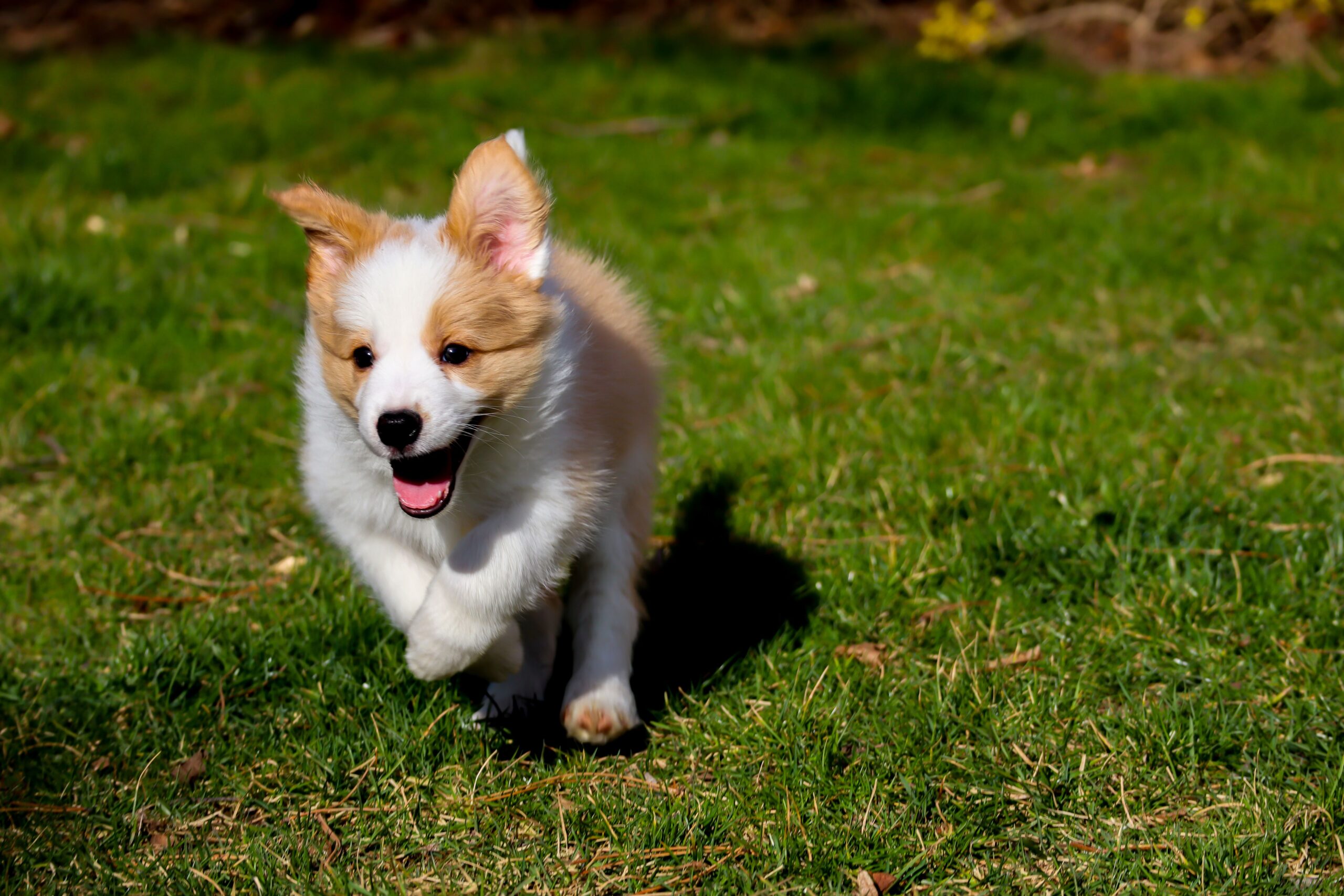 Megacolon in Dogs