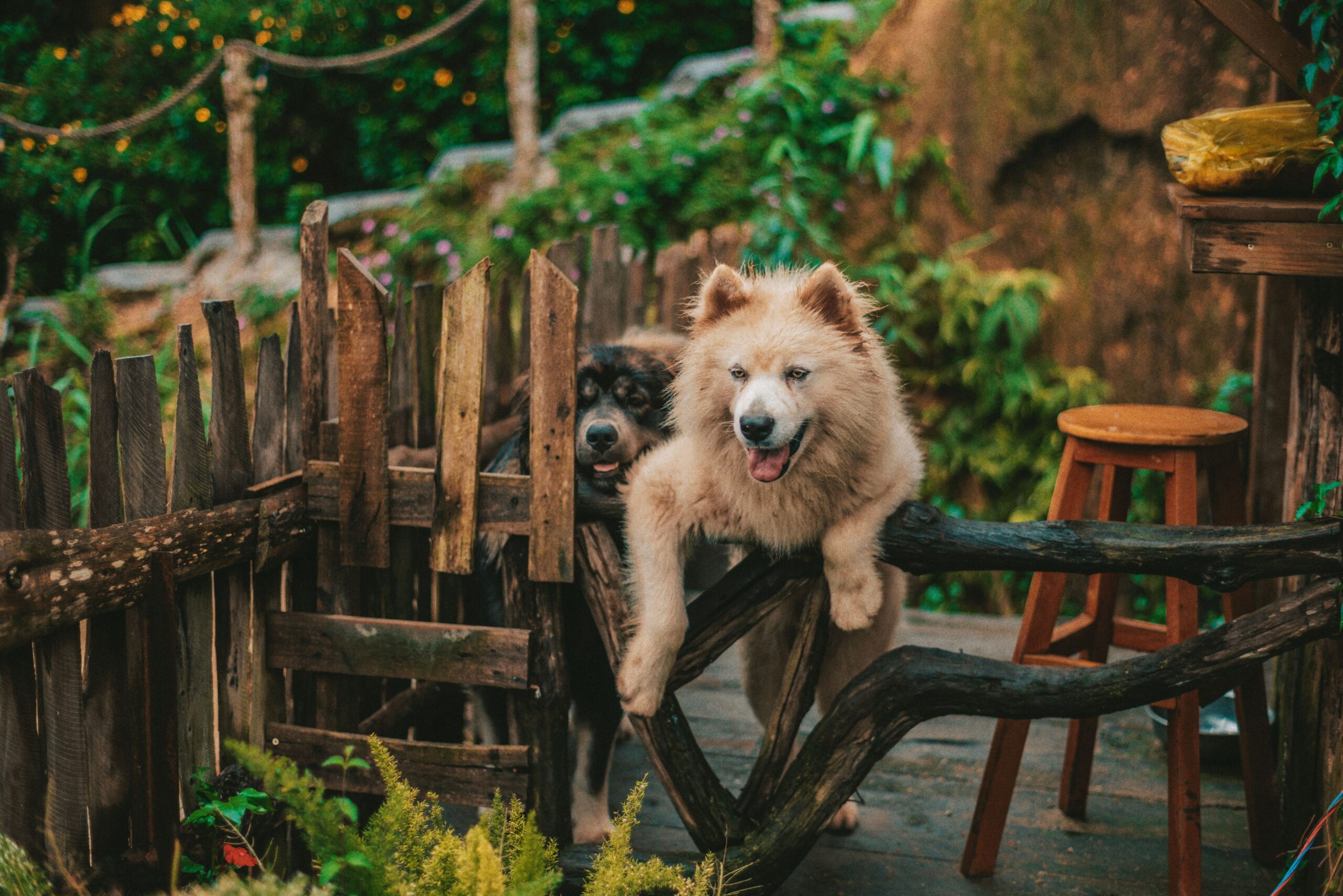 Neospora in dogs
