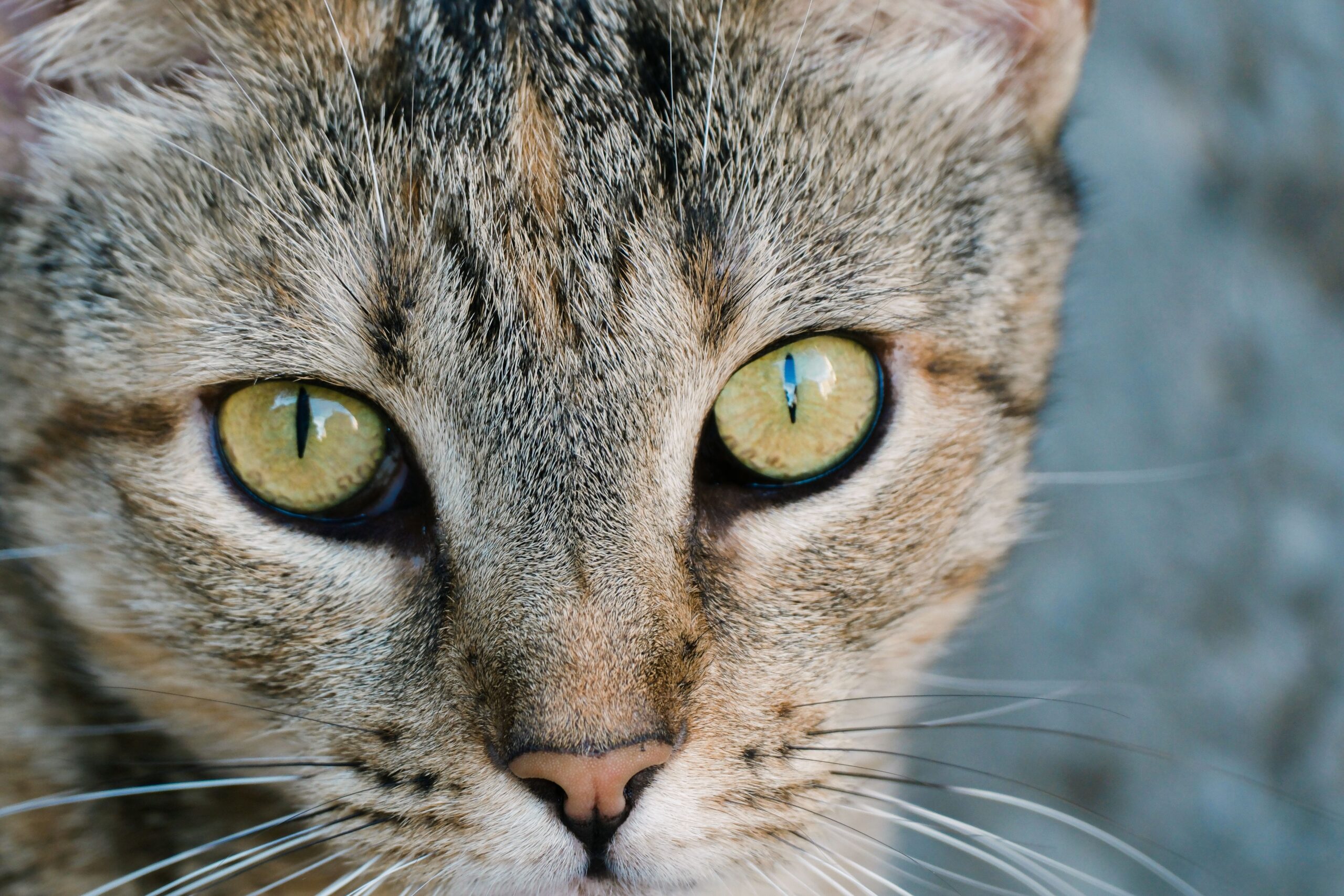 fiv in cats