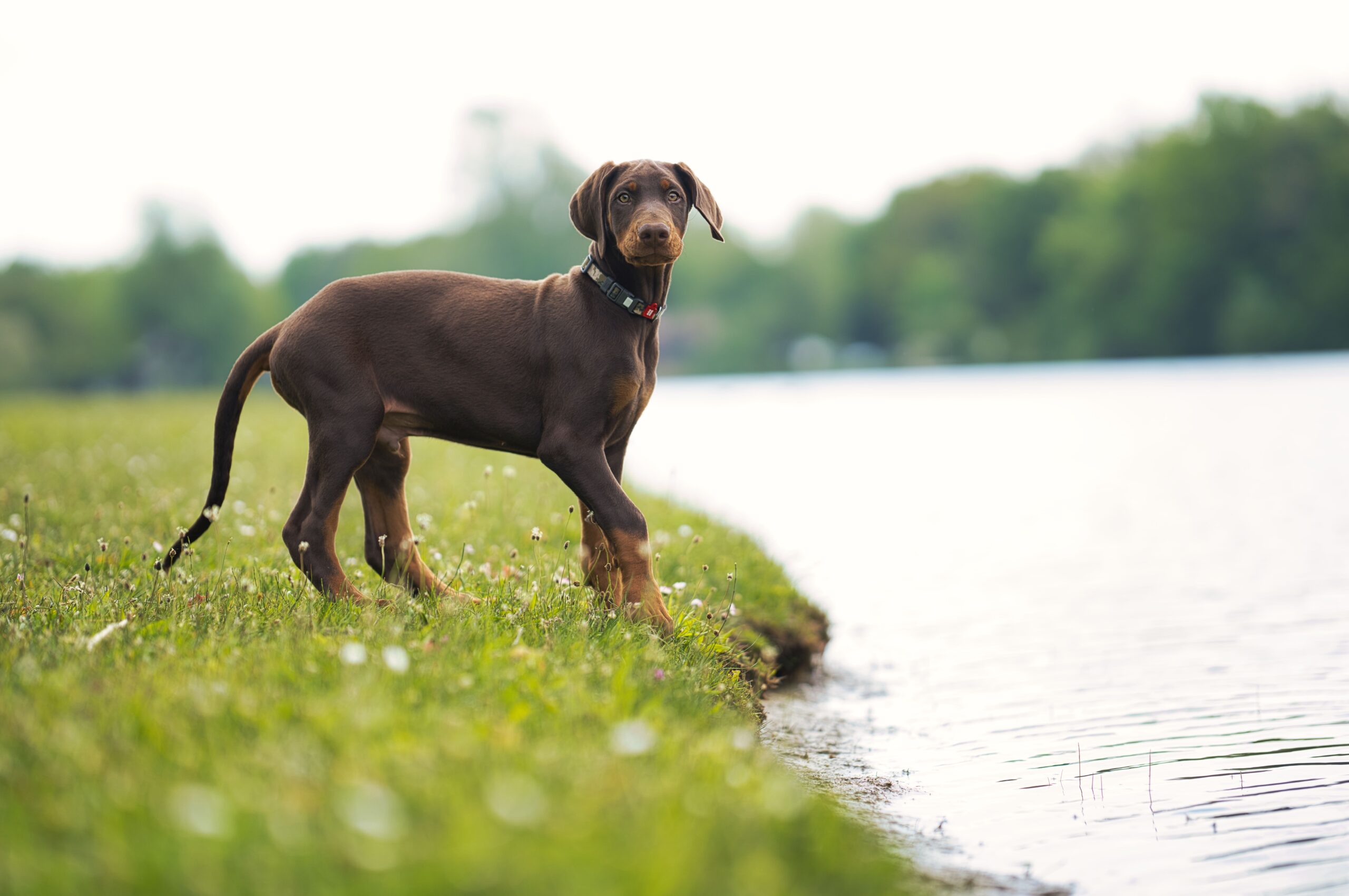 seasonal alopecia in dogs