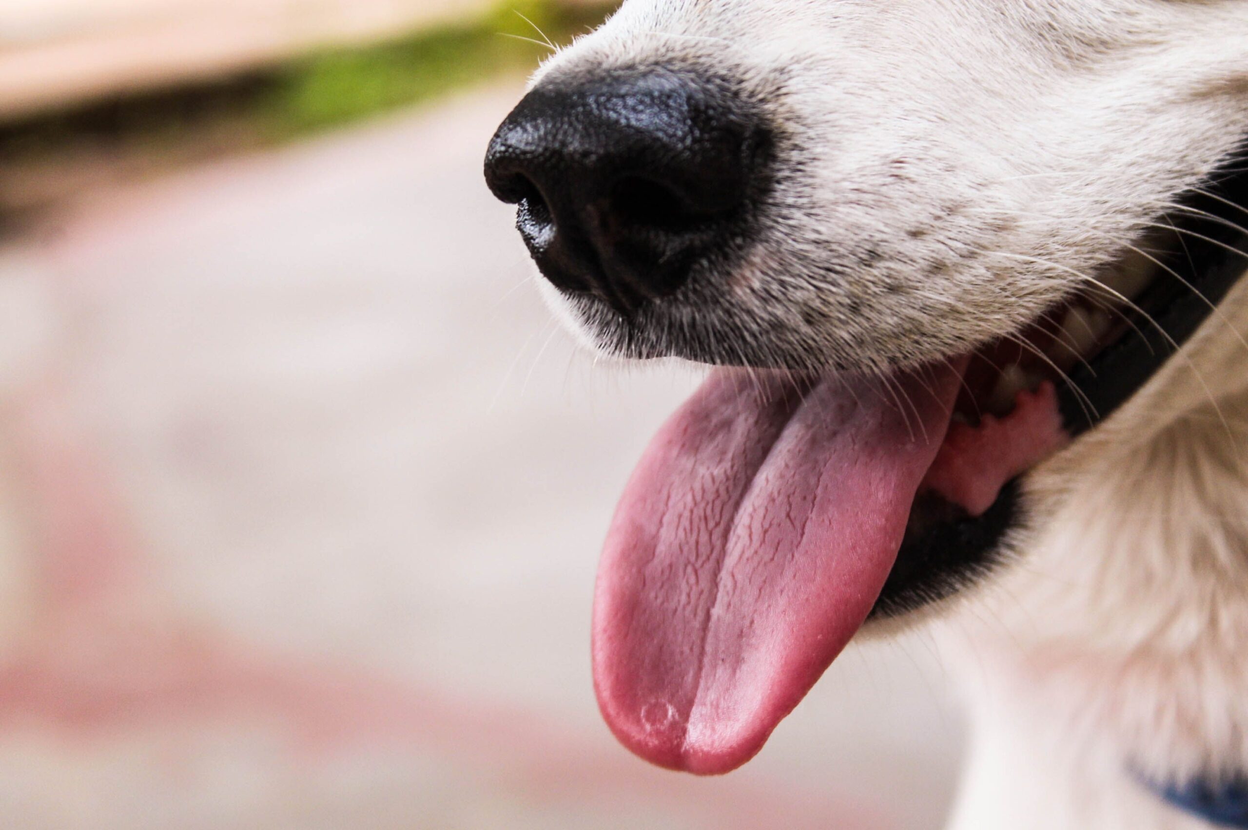 esophagitis in dogs