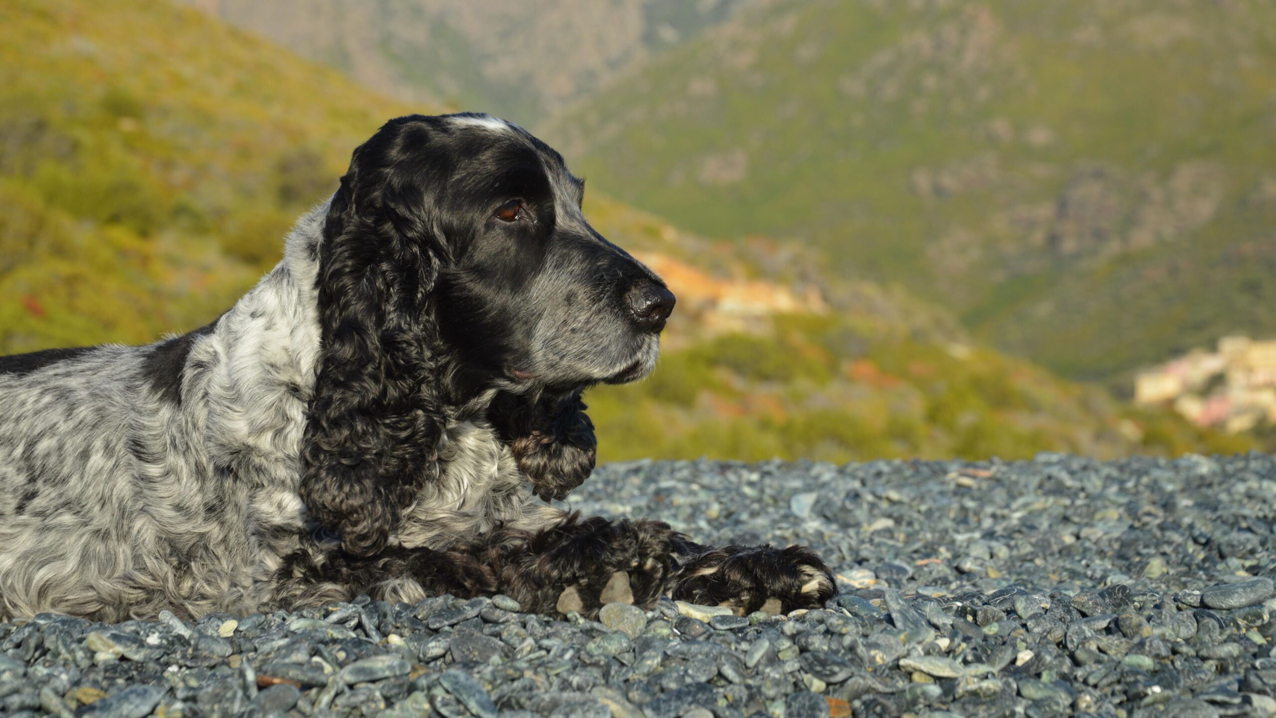 rocky mountain spotted fever dog