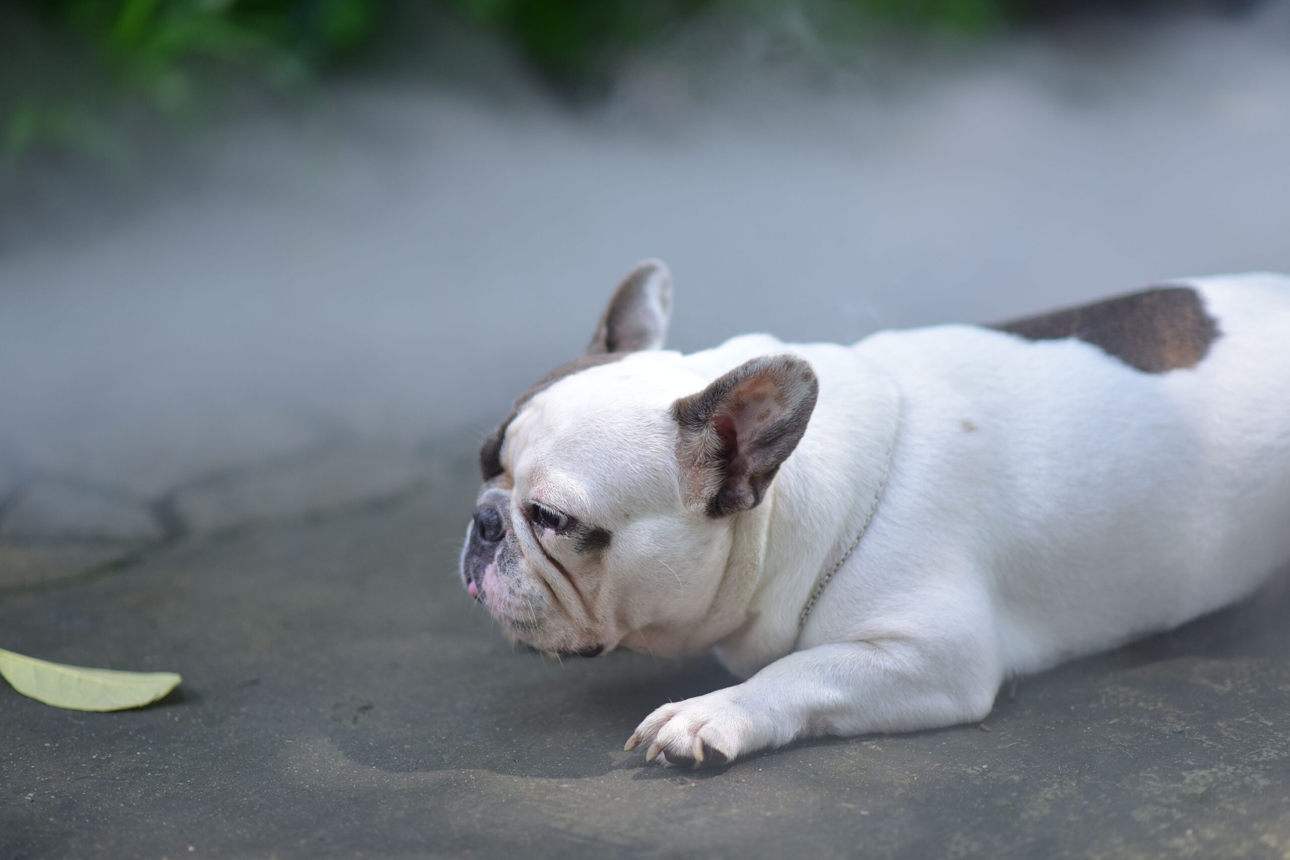 carbon monoxide poisoning in dogs