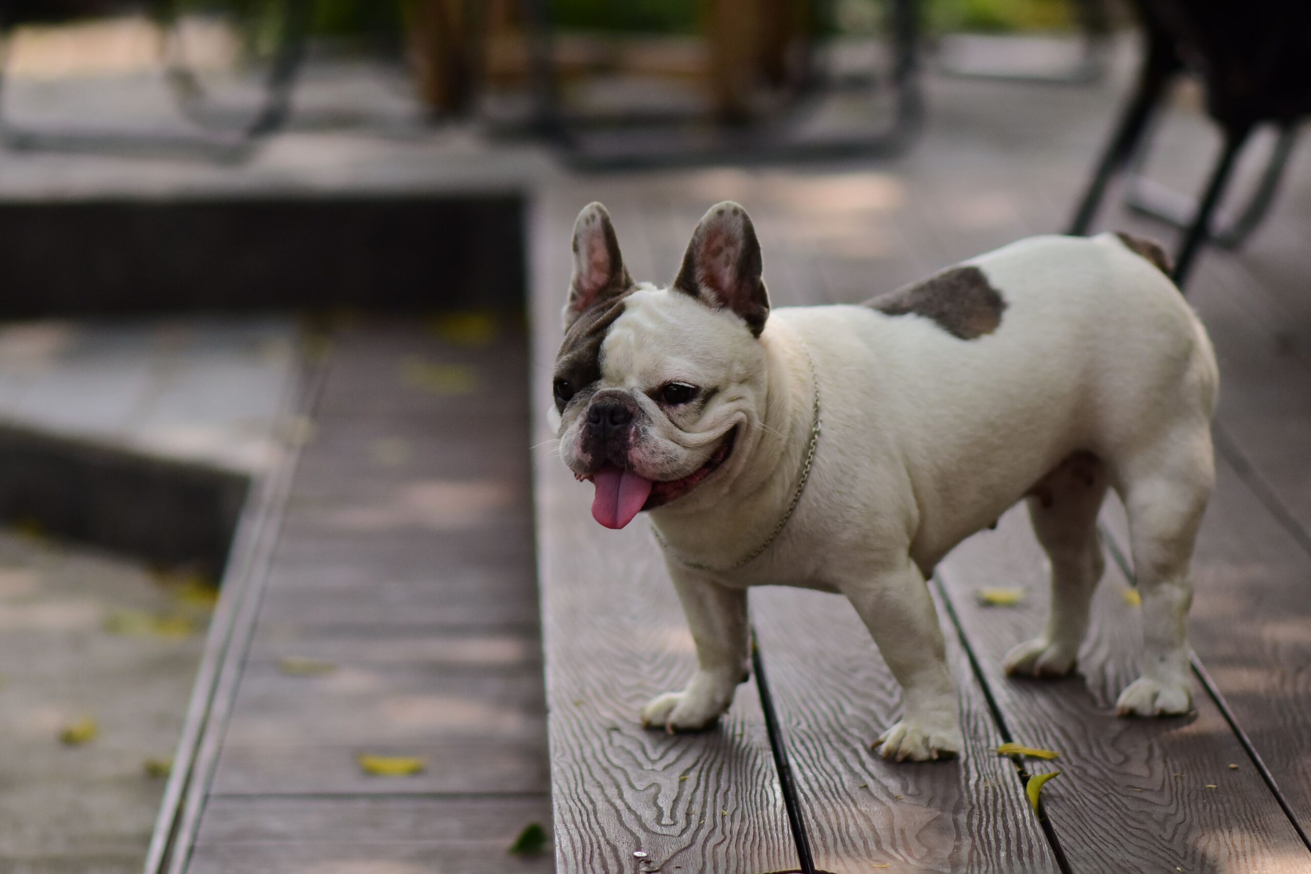 intussusception in dogs