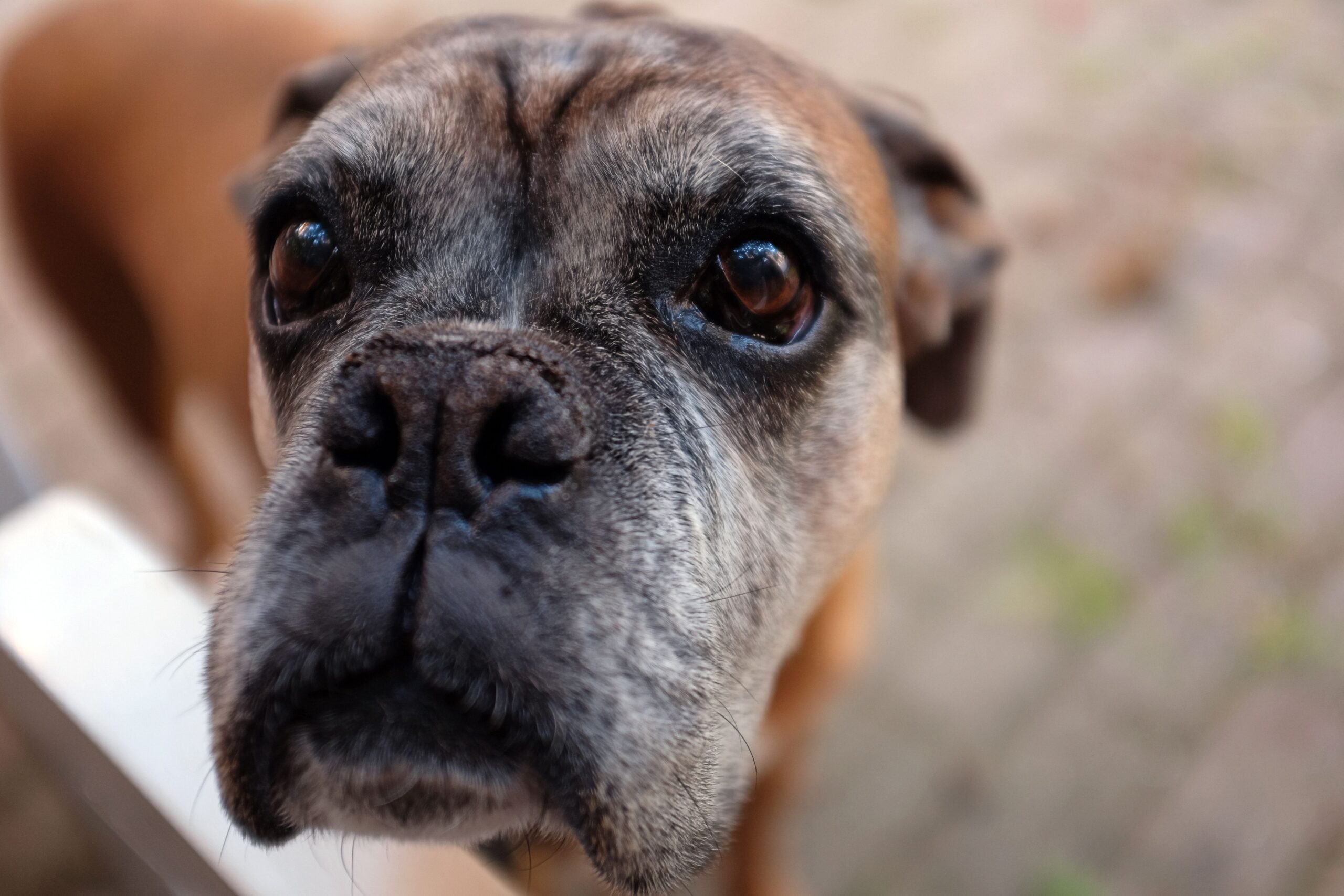 Chemodectoma in Dogs