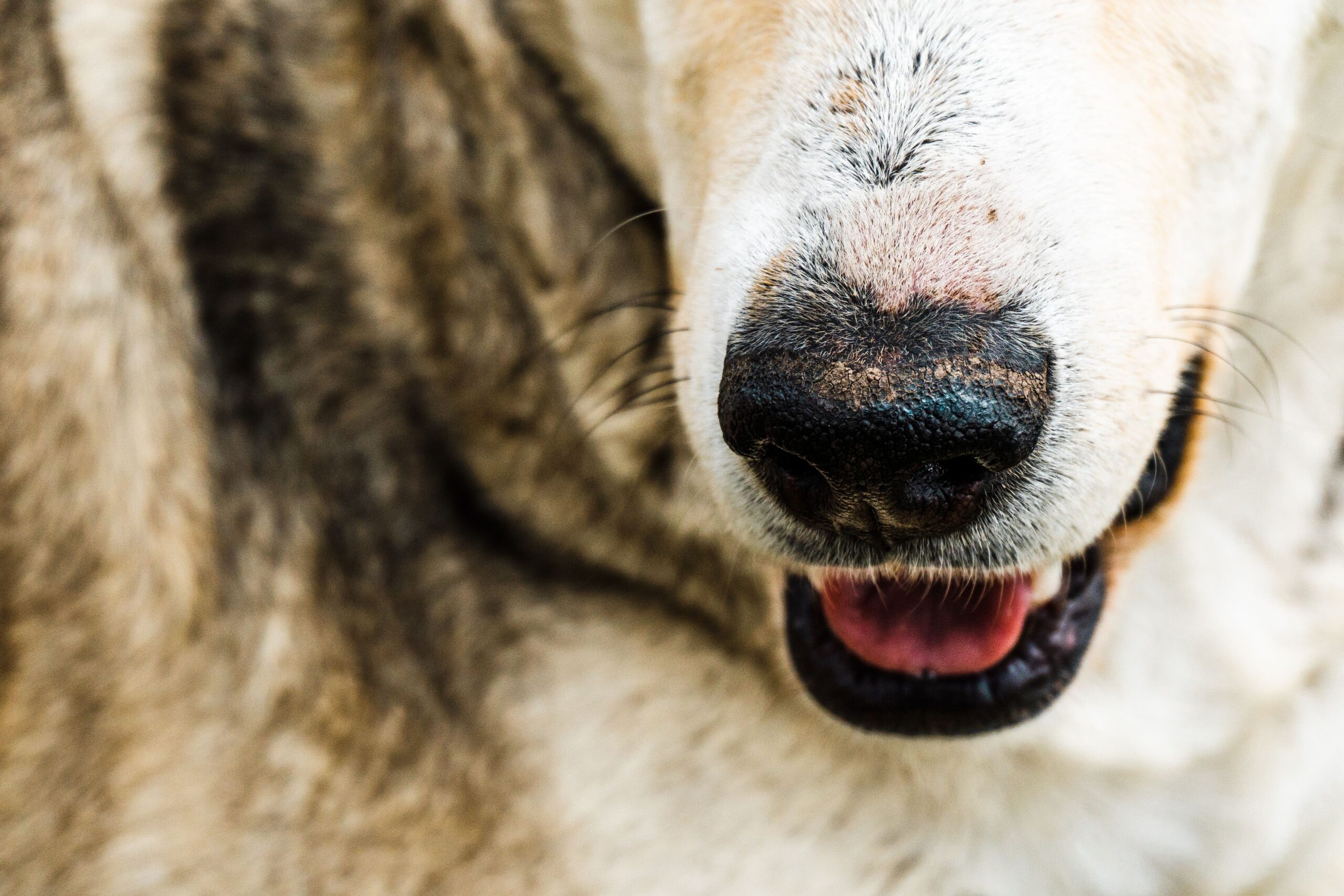 skin cancer on dogs nose