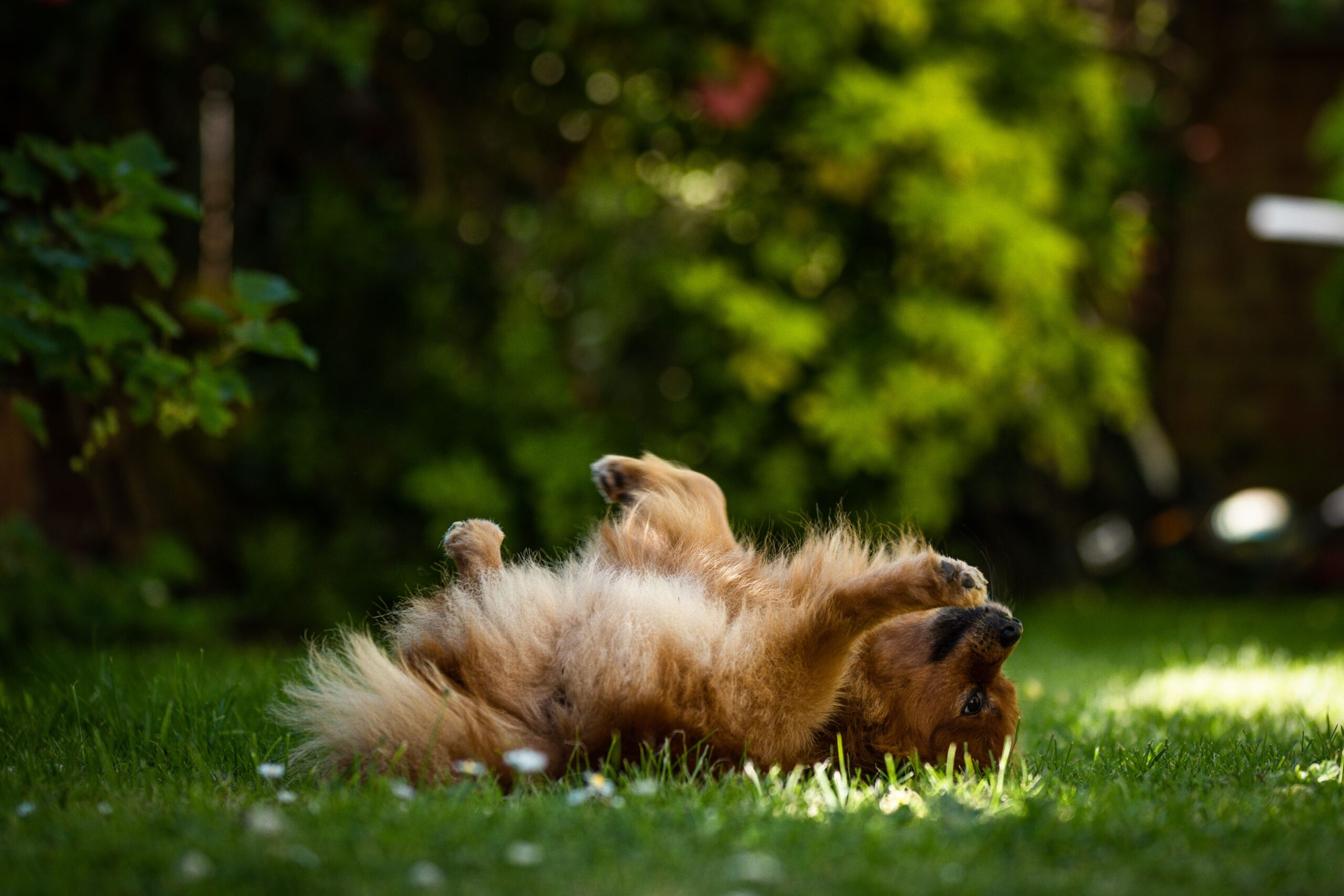 contact dermatitis in dogs
