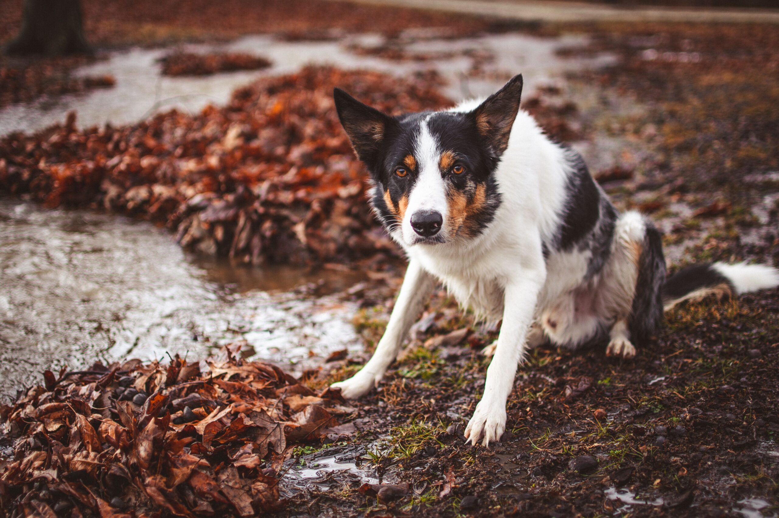 E. Coli in Dogs
