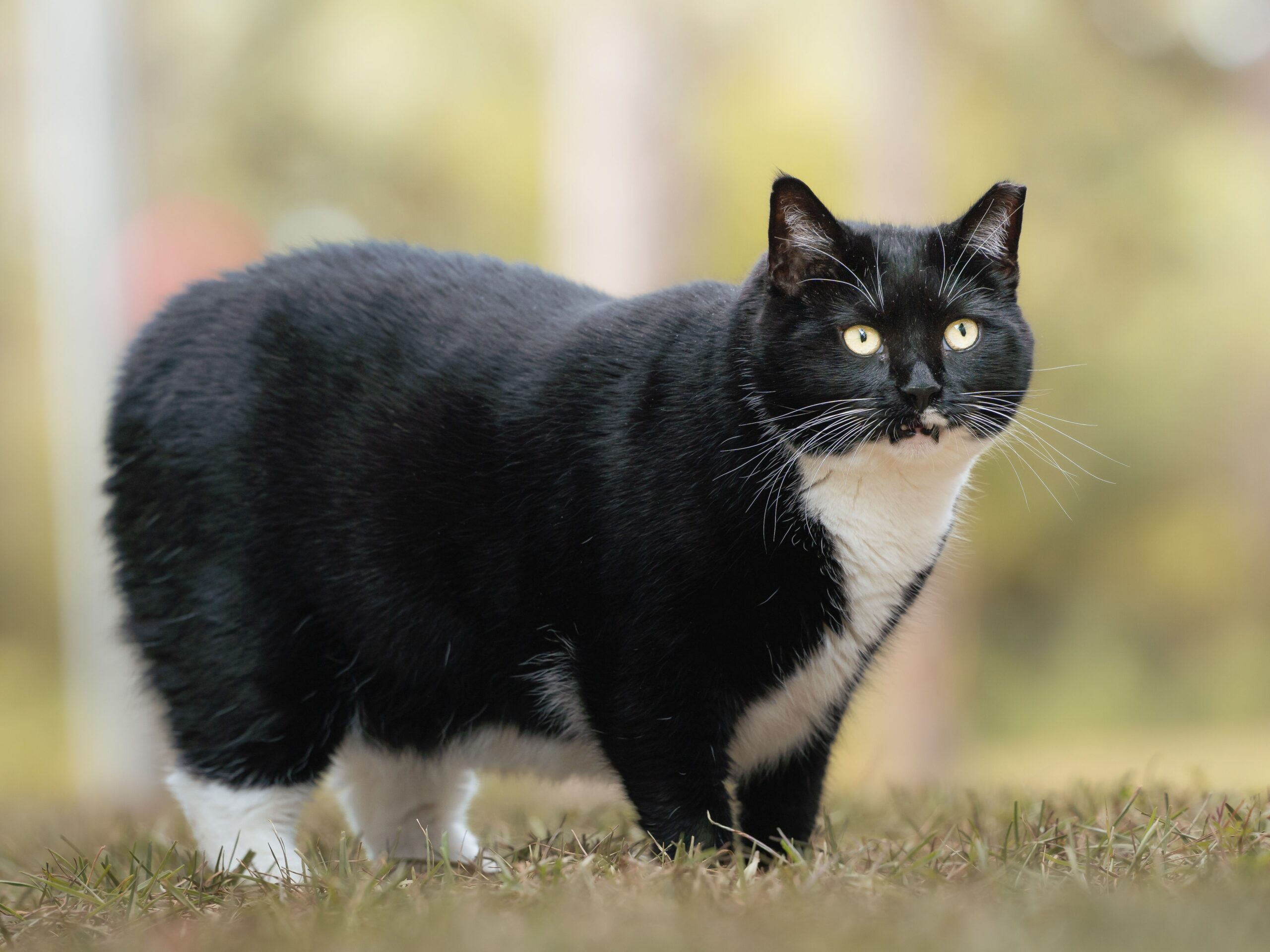 obese cat