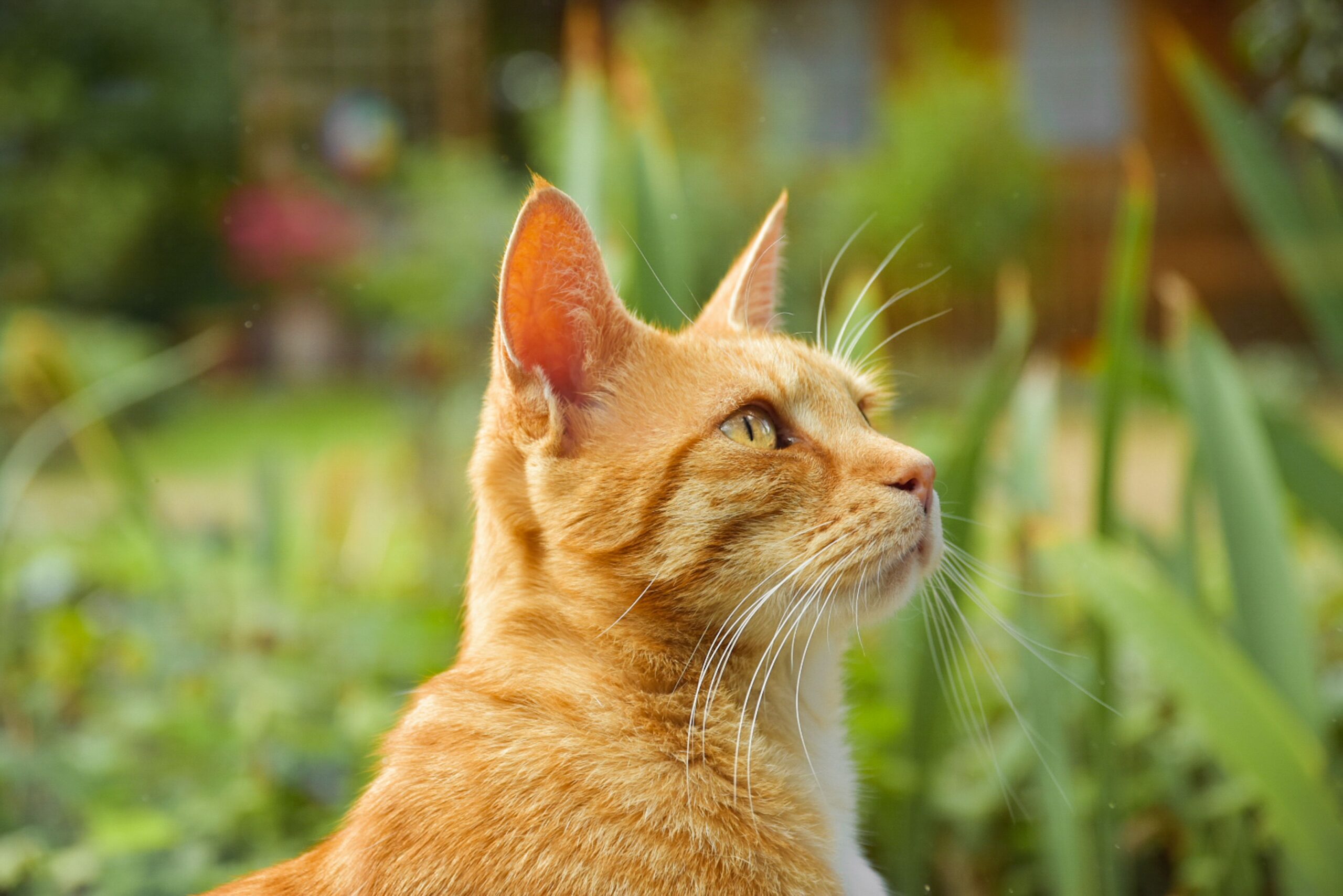 giardia in cats
