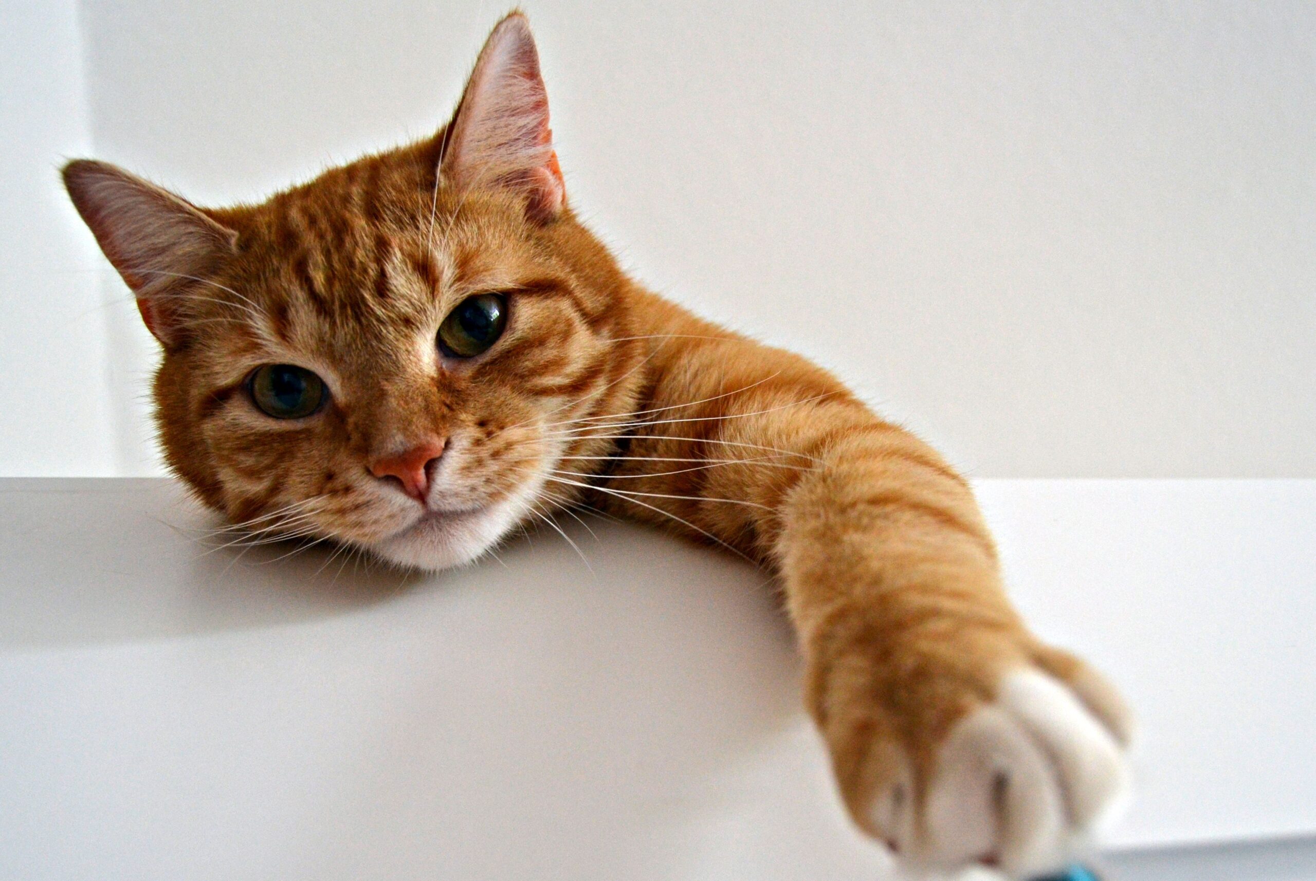 roundworms in cats