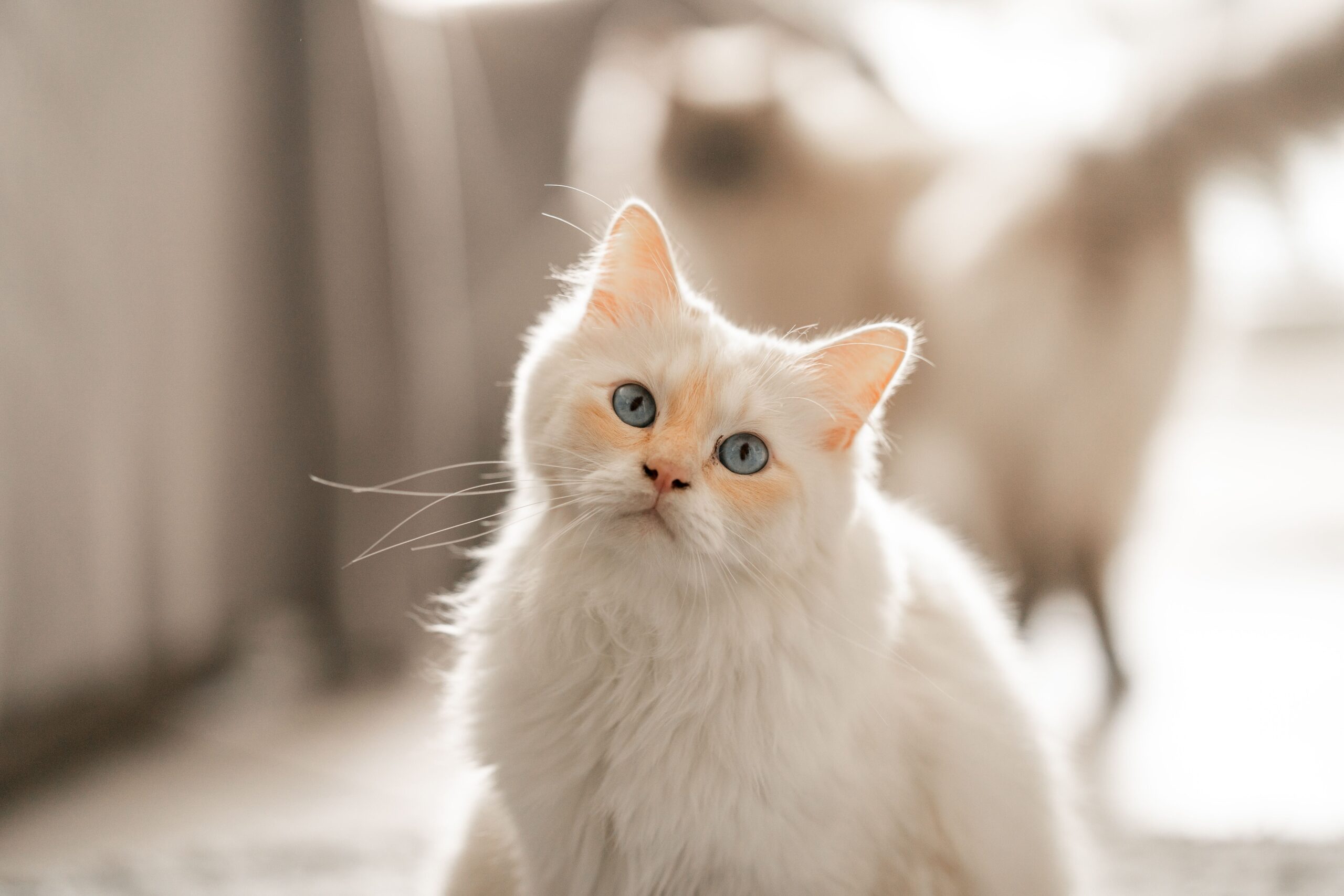 coccidia in cats