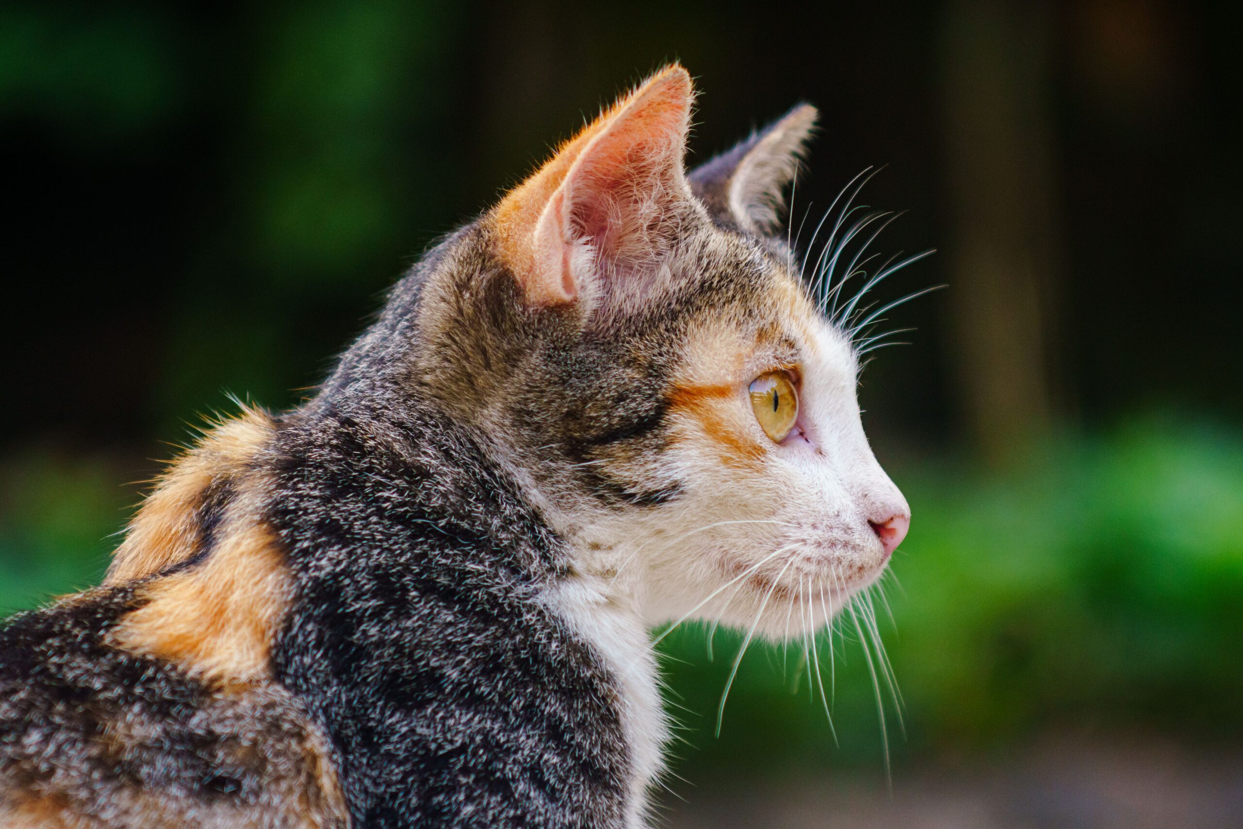 ear mites in cats