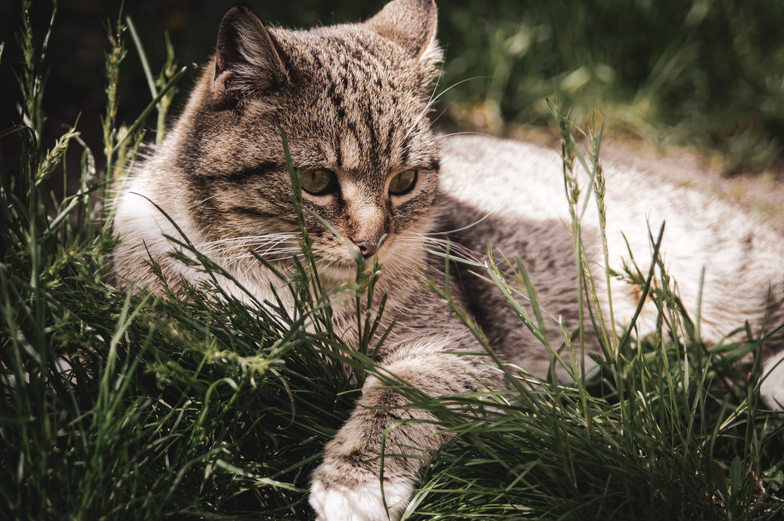 feline distemper