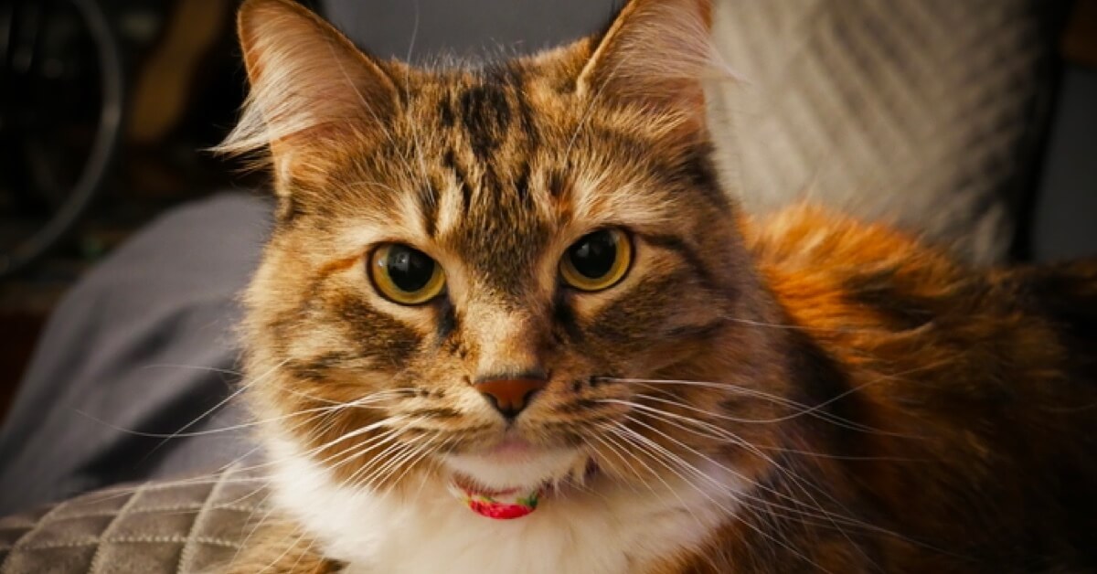 Celebrating the Wildly Creative Names of Lemonade Pets Lemonade Pet