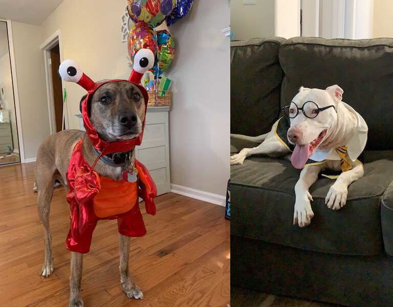 pet costumes