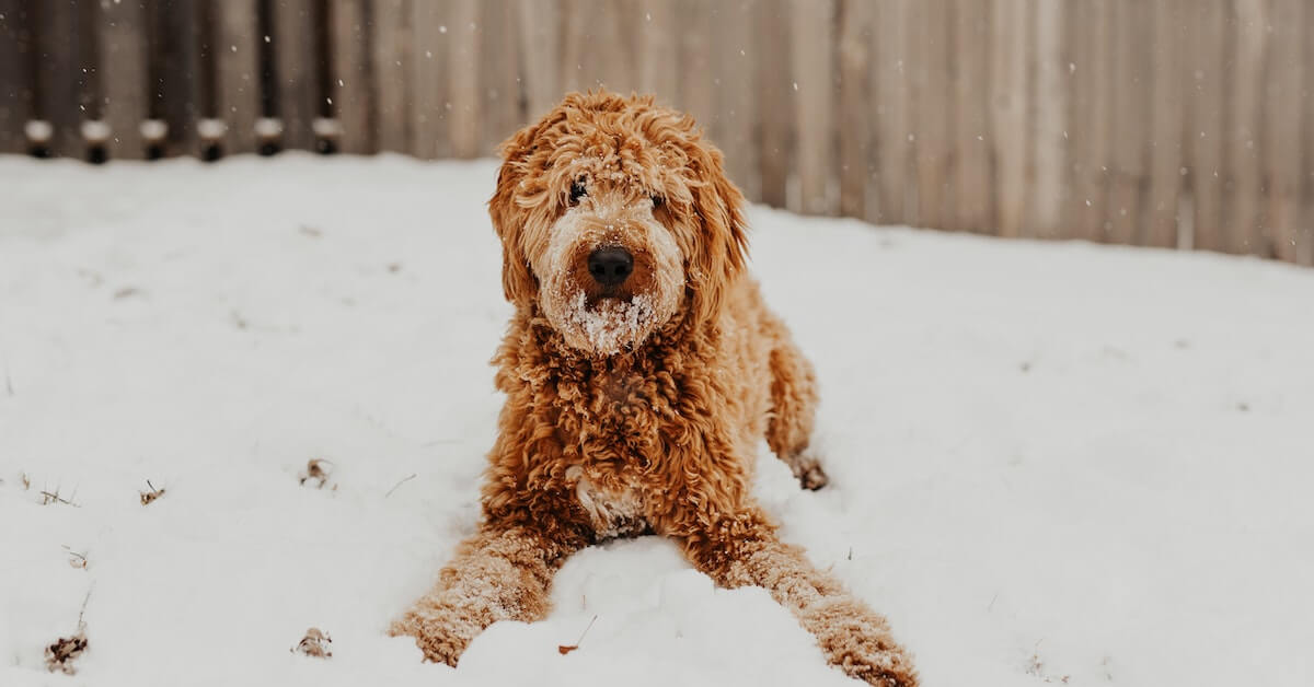 Goldendoodle Pet Insurance What You Need to Know