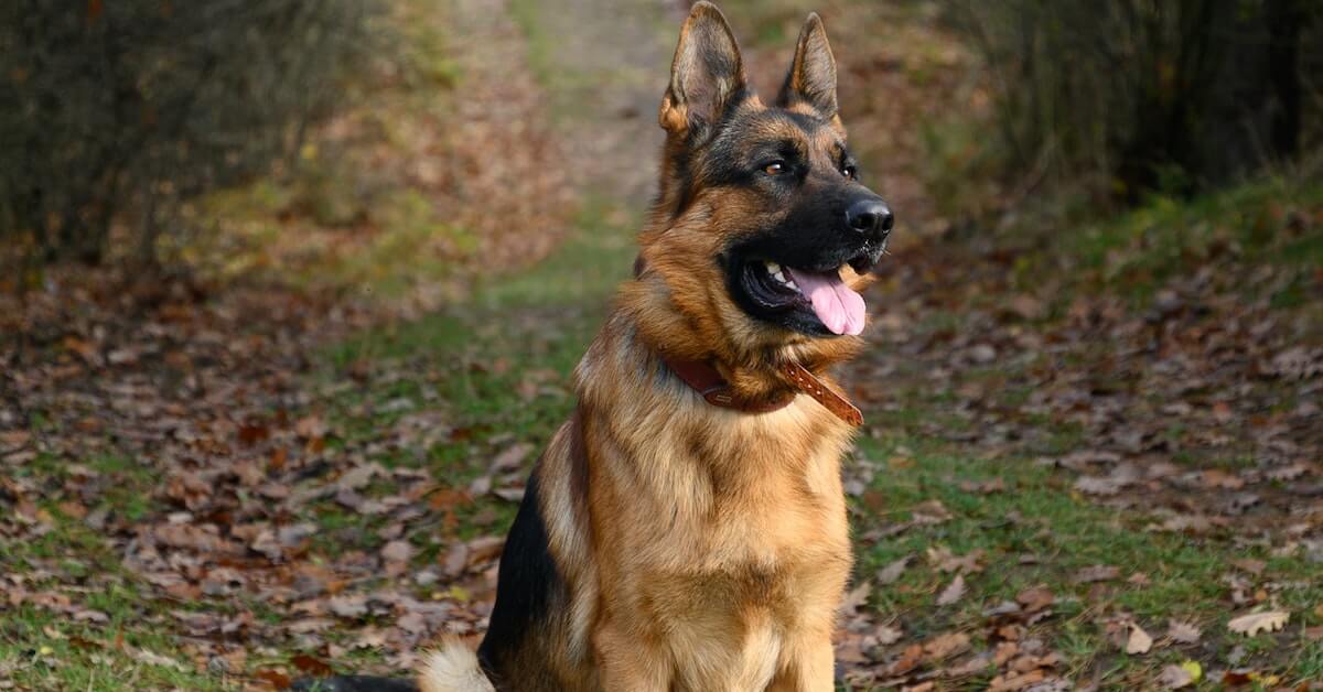 German Shepherd Pet Insurance What You Need to Know