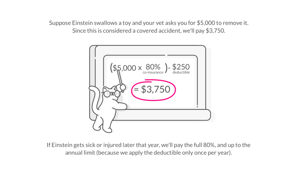 How To Buy A Lemonade Pet Insurance Policy • Lemonade