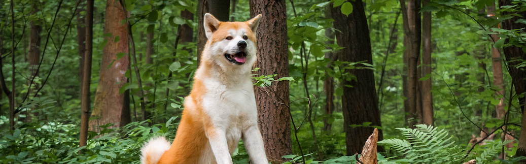 Akita pet insurance