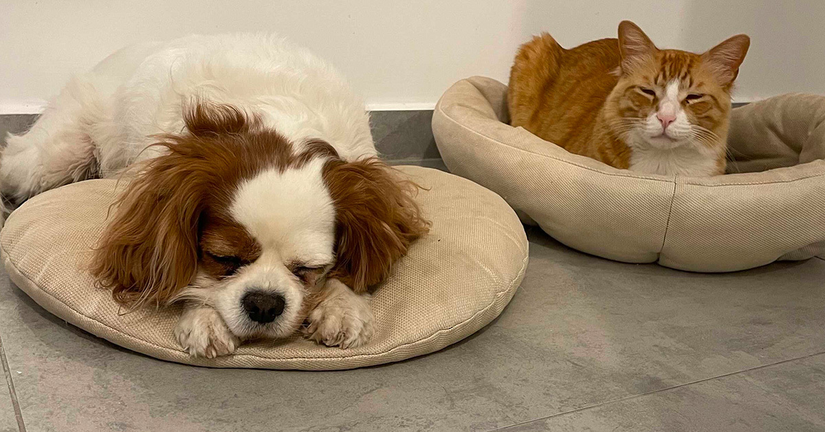 Lemonade's Preventative Care Options, Explained • Lemonade Insurance