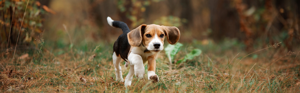 Beagle Pet Insurance