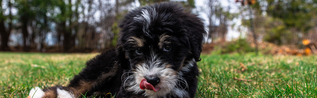 Bernedoodle Pet Insurance