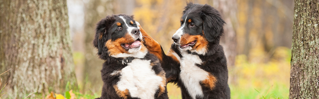 Bernese Mountain Dog