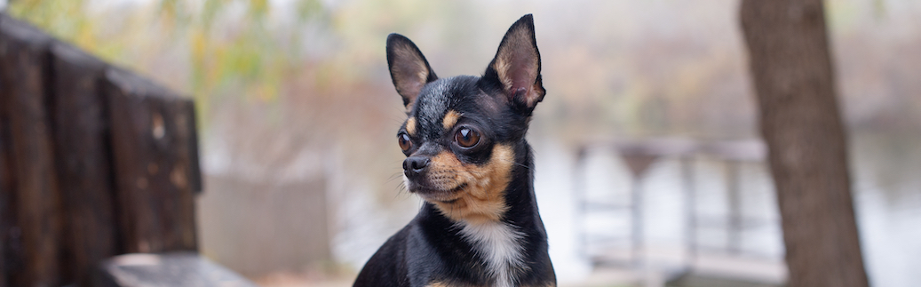 Chihuahua Pet Insurance