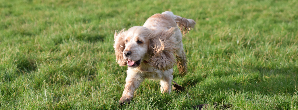 Cocker Spaniel Pet Insurance