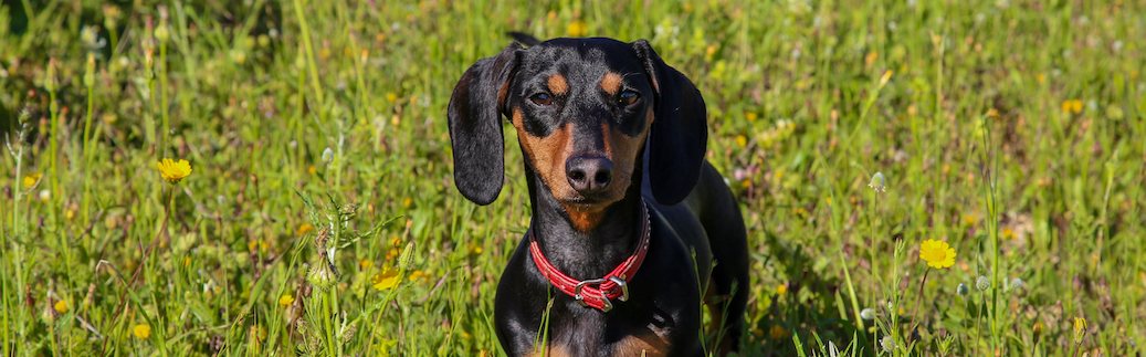 Dachshund Pet Insurance