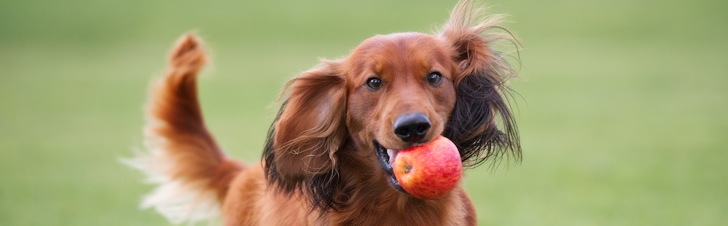 dog eat apples