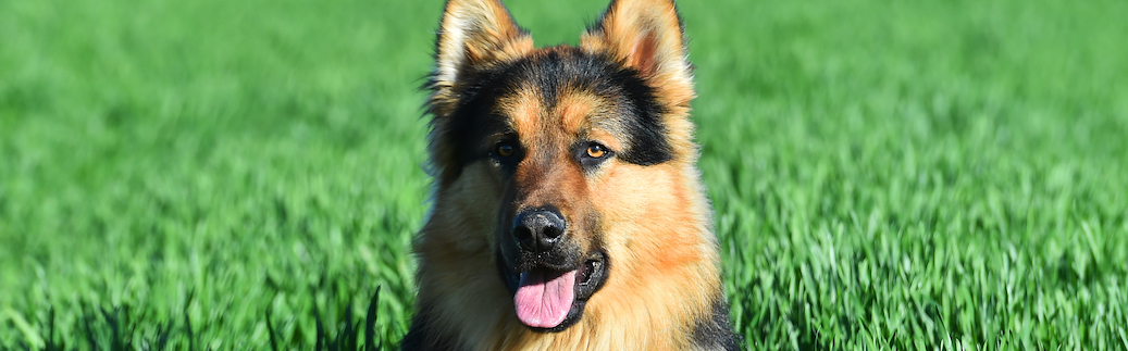 German Shepherd Pet Insurnace