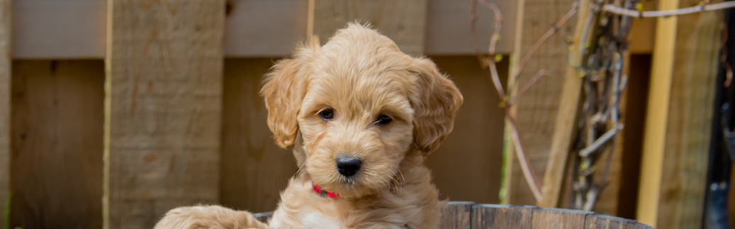 Goldendoodle Pet Insurance