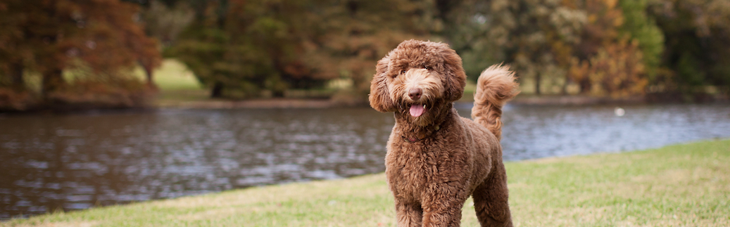 Labradoodle Pet Insurance