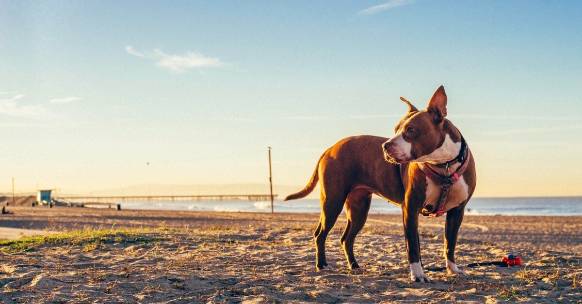 Pet Insurance in California • Cover Your Pet With Lemonade