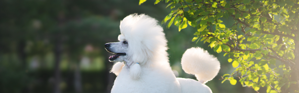 Poodle Pet Insurance