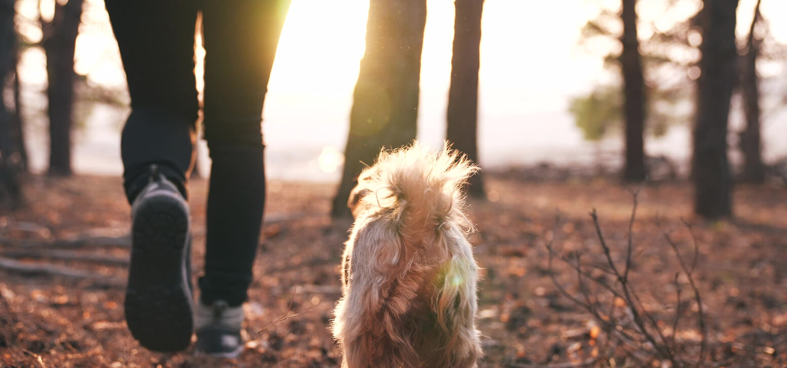 Pet Insurance in Tennessee • Cover Your Pet With Lemonade