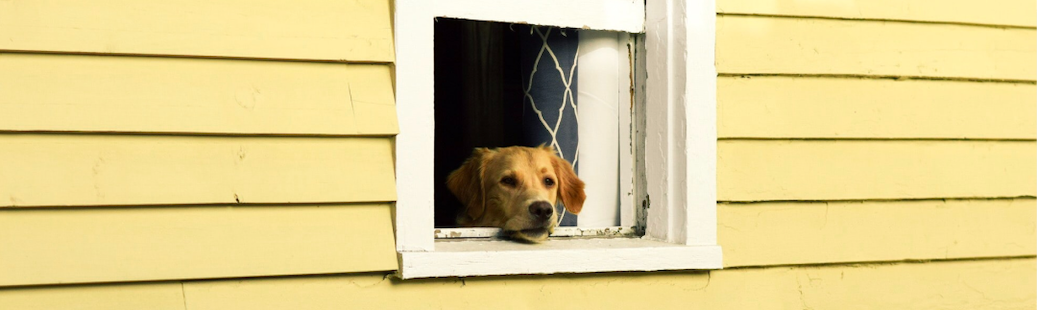 waiting periods for pet insurance