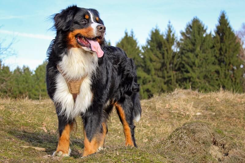 Pet insurance for outdoorsy Berners